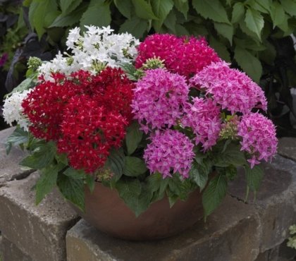 meilleure plante en pot exterieur plein soleil au jardin le pentas étoile égyptienne aménager jardin été