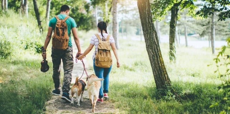 piqûres de tiques forêts jardins parcs tiques féroces impitoyables conséquences