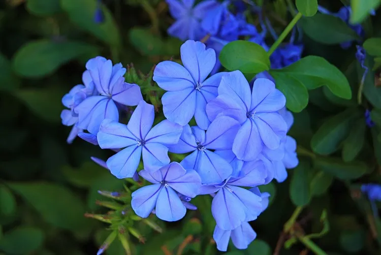 potted plant outdoor full sun in garden summer 2022 flowering plumbago plant potted full sun outdoor