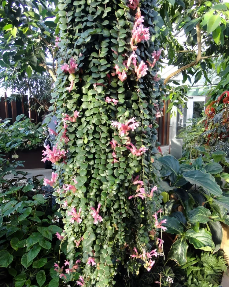 plante exterieur retombante fleurie jardin balcon brise vue