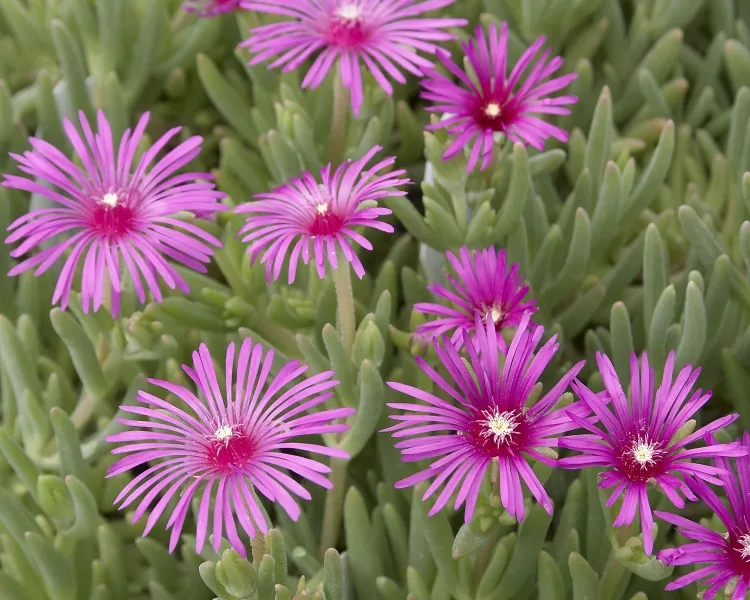 plante grasse d extérieur qui ne craint pas la gelée