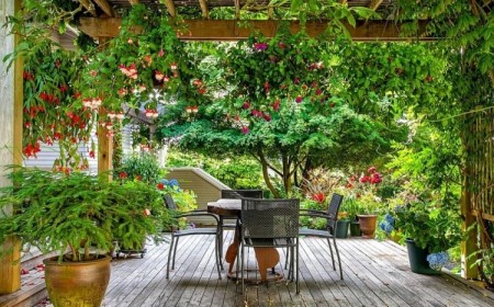 plante grimpante terrasse foisonnement couleurs verdure protection