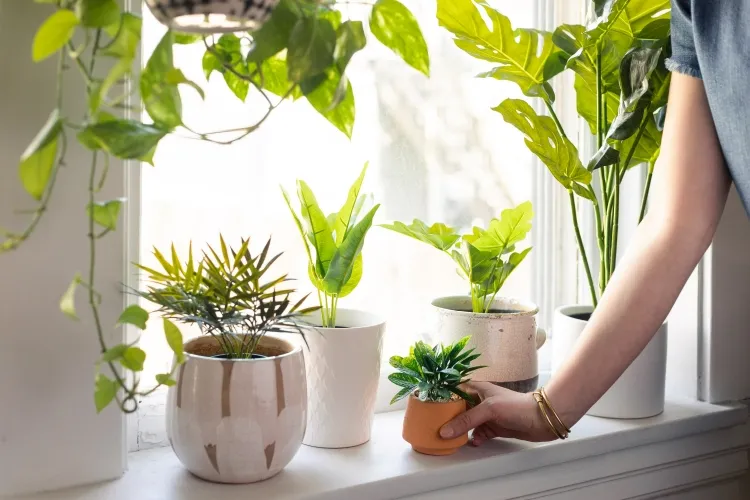 window sill plant requires natural light good well-drained soil water compatible fertilization