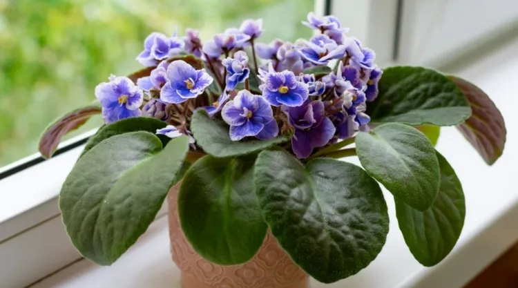 plant window sill african violets available variations colors purple white red