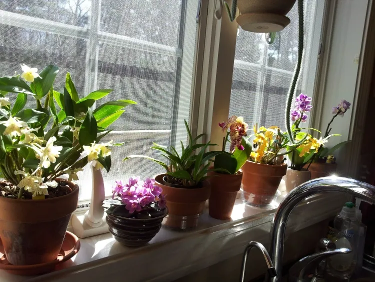plant window sill orchid easily rebloom decorate interior