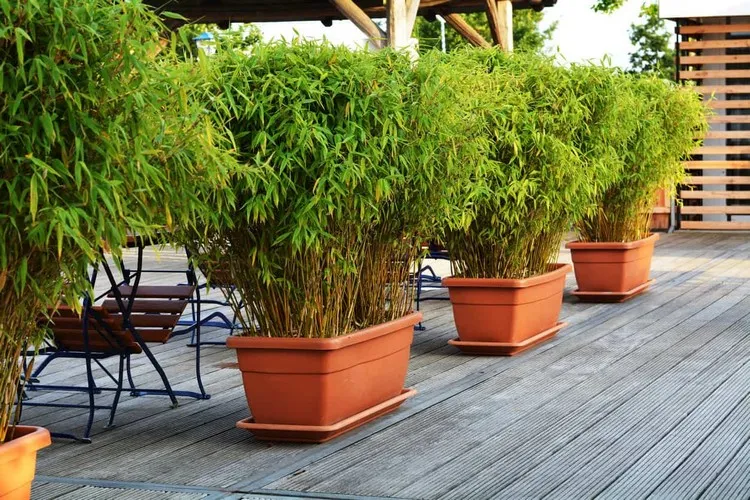 plante verte exterieur en pot plein soleil bambou poté au jardin brise-vue