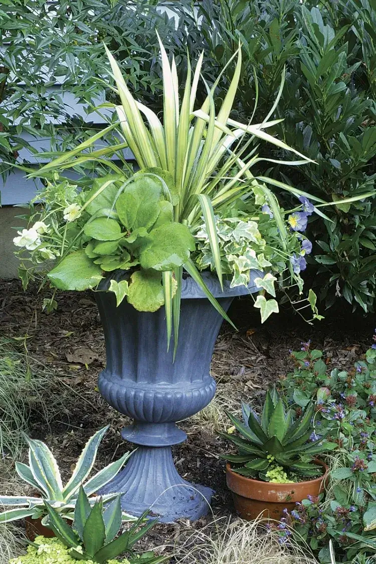 plante vivace extérieur en pot arranger pot plante donner apparence floraison continue