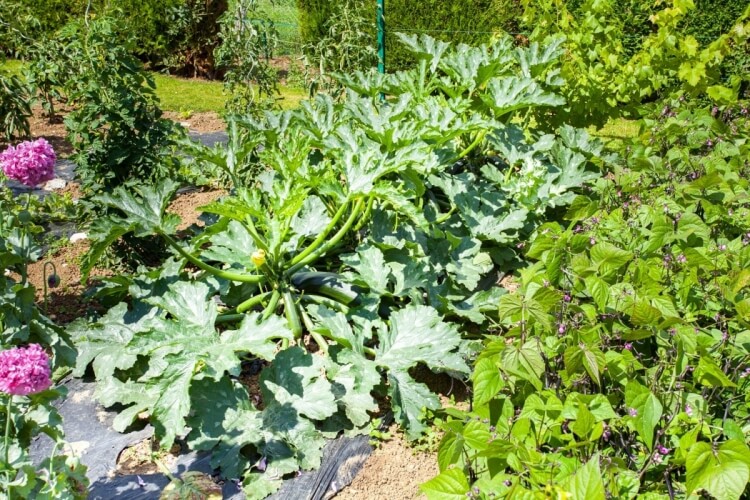 planter des courgettes concevoir potager groupe bénéfiques plantes voisines