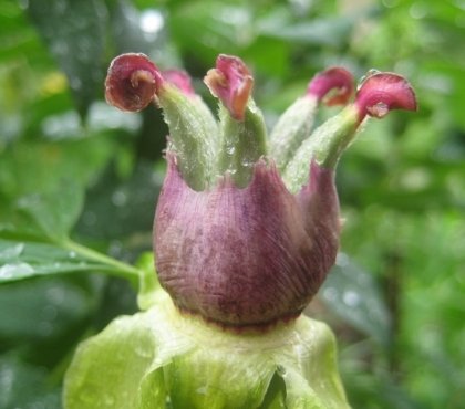 planter des pivoines arbustives