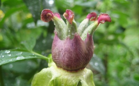 planter des pivoines arbustives