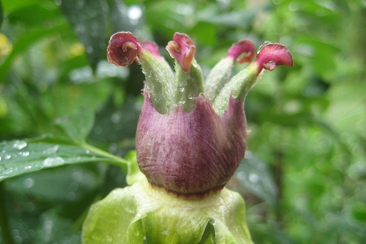 planter des pivoines arbustives