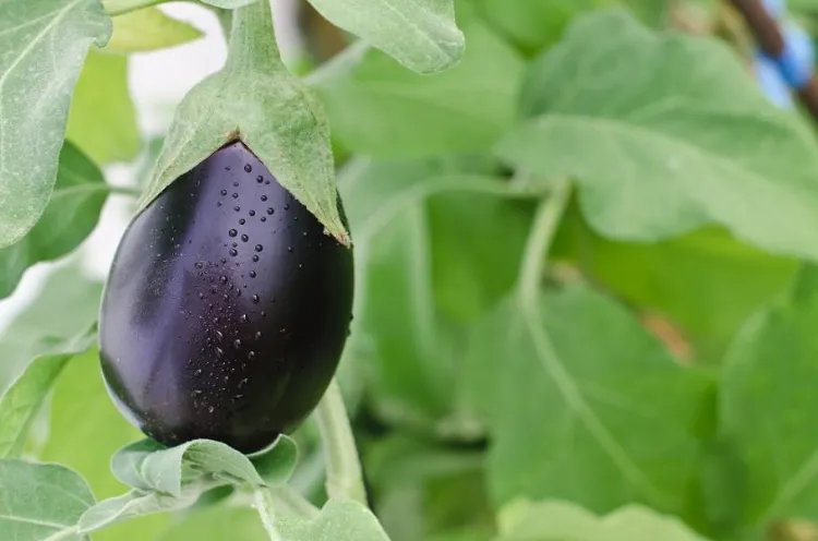 planter facilement des aubergines en mai