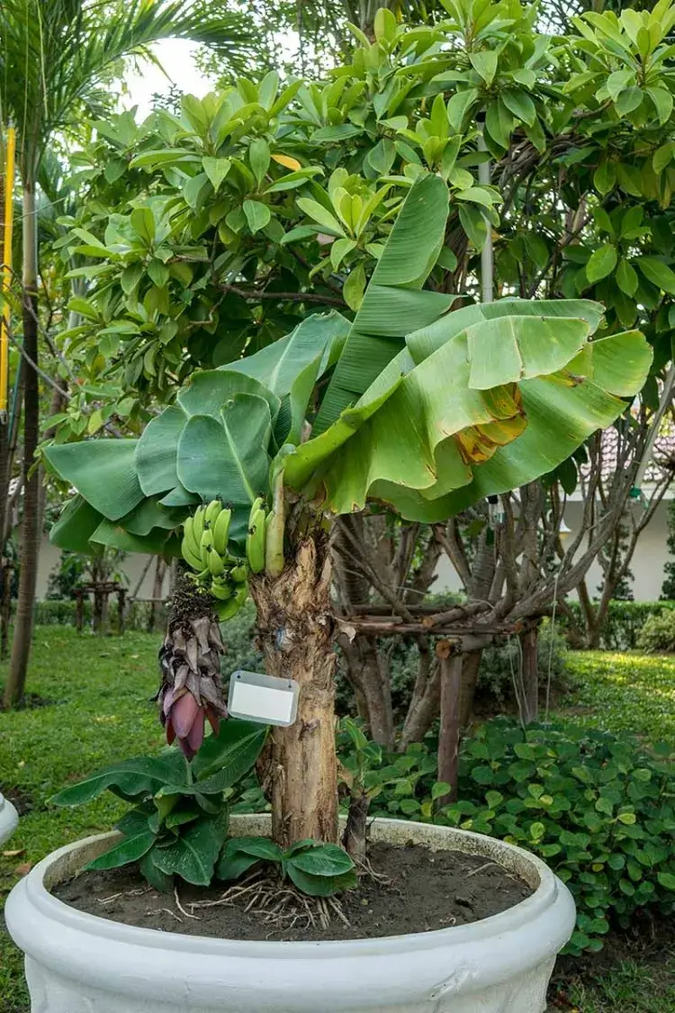 planter un bananier ancienne culture grandes feuilles famille musacées