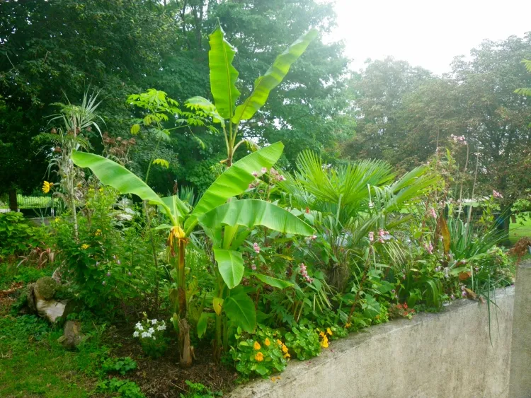 planter un bananier en pleine terre géant Mekong variété banane résistante froid