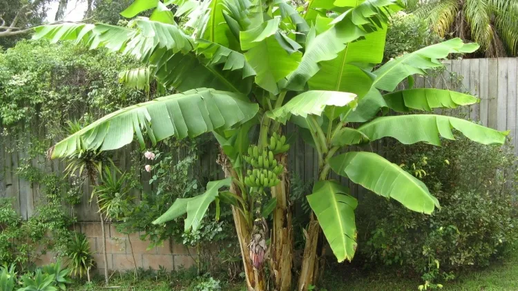 planter un bananier feuillage tropical étonnant texture audacieuse fleurs exotiques