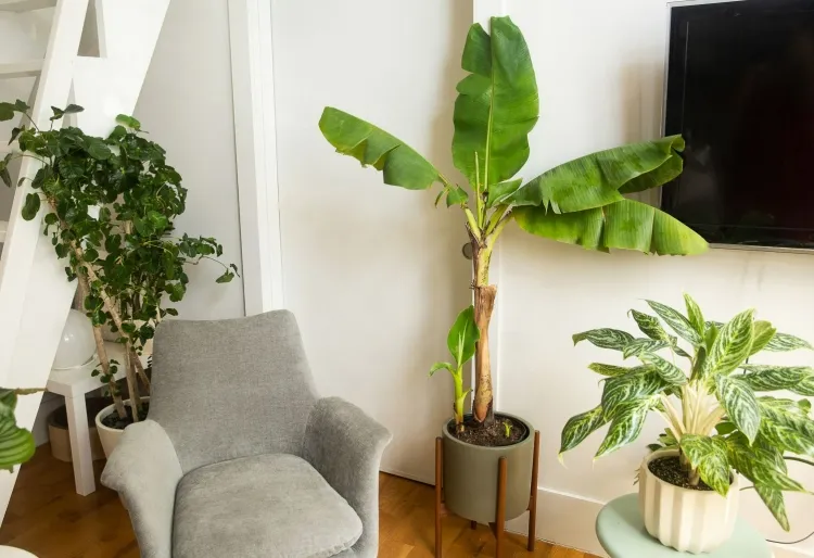 planter un bananier plante exotique maison intérieur soins