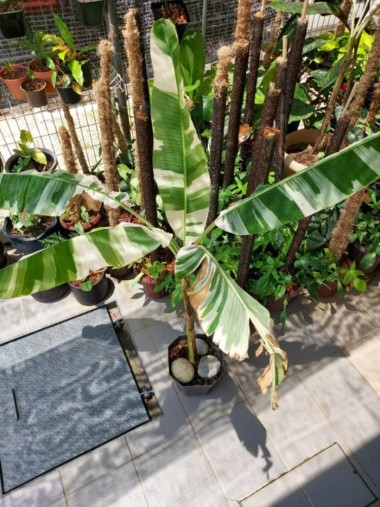 planter un bananier rustique espèce bananier panaché appelé musa florida rare rusticité faible
