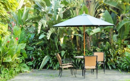 planter un bananier trois zones climatiques pays réparti