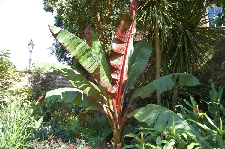 planter un bananier variété bananier Abyssinie plante vivace grandes feuilles forme pagaie