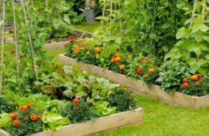 plantes anti insectes potager fleurs anti parasites oeillet d'Inde