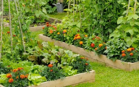 plantes anti insectes potager fleurs anti parasites oeillet d'Inde