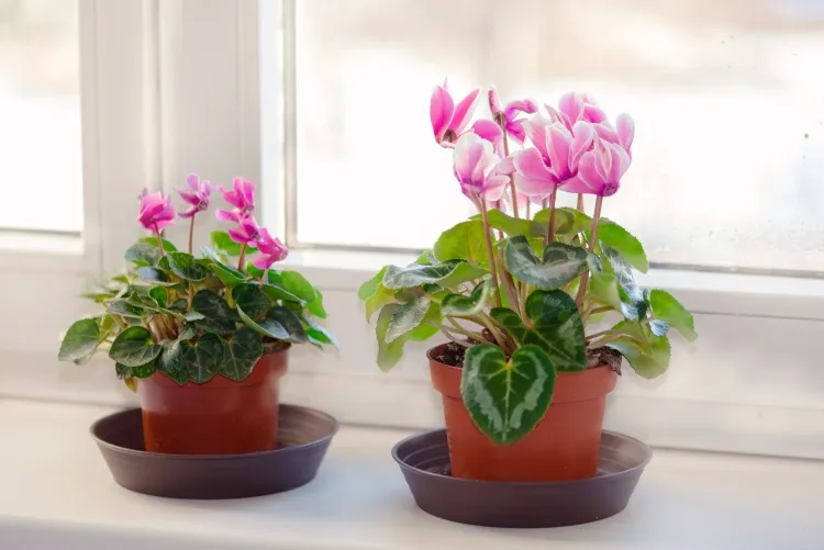 plantes d’intérieur pas chères cyclamen pot plante fleurie sublimer espace