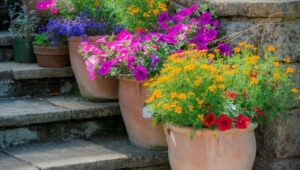 plantes extérieures en pot sans entretien vivaces rustiques faire différence
