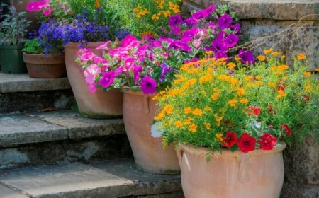 plantes extérieures en pot sans entretien vivaces rustiques faire différence