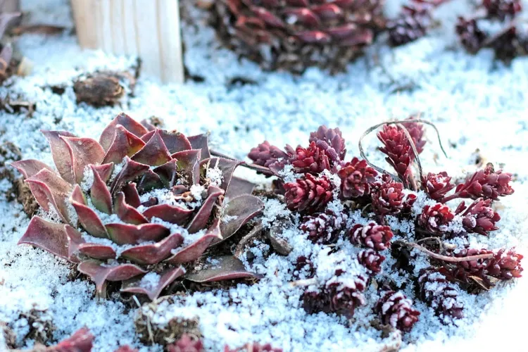 plantes grasses extérieur qui ne craignent pas le gel