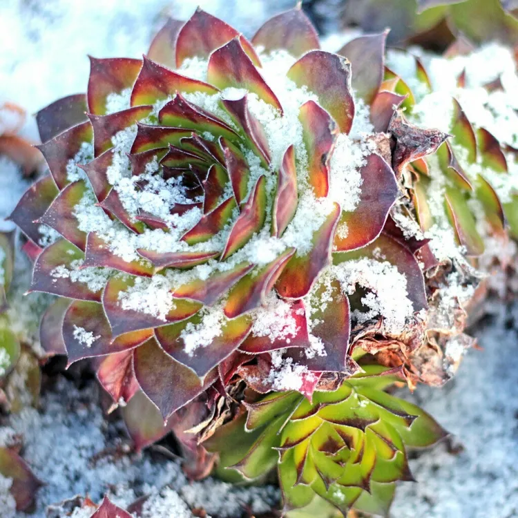 plantes grasses résistant au gel