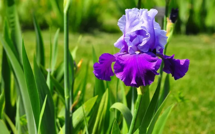 plantes pour jardin sec et ensoleillé iris