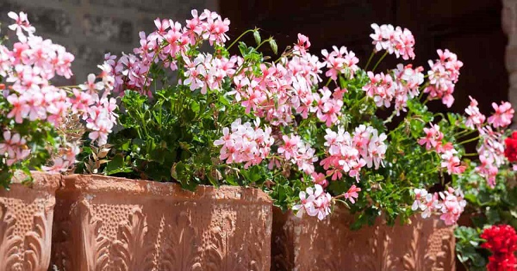 plantes retombantes d'extérieur jardin