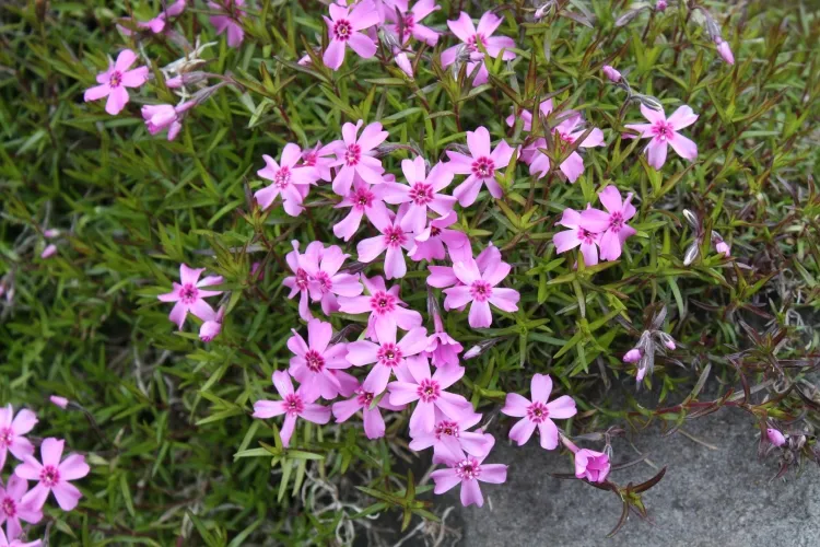 plantes vivace soleil Phlox subulata