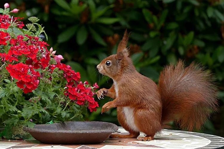 pourquoi l'écureuil est utile dans le jardin comment en prendre soin
