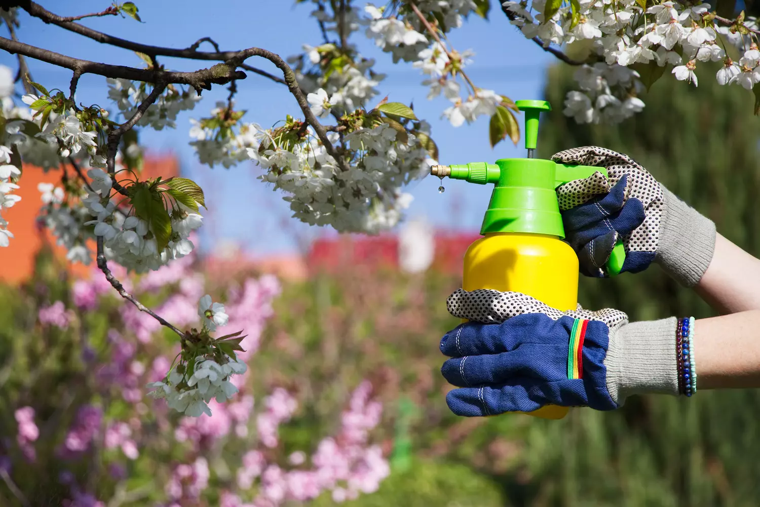 pulvérisez du savon noir sur les arbres fruitiers contres les pucerons