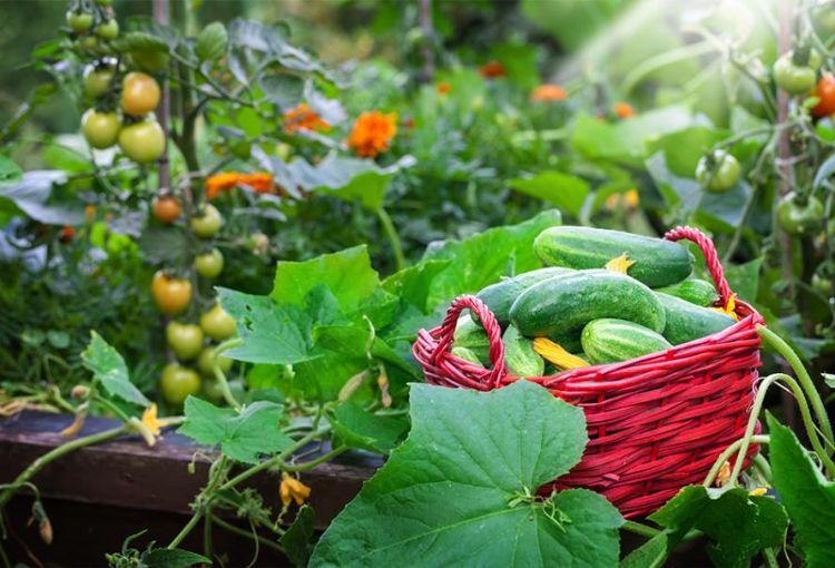 Que planter en mai au jardin potager : 5 légumes spécialement choisis