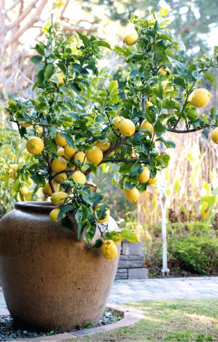 que planter dans un grand pot extérieur citronnier terre cuite