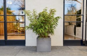 que planter dans un grand pot extérieur terrasse soleil arbre arbuste plante fleurie terre cuite