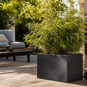 que planter dans un grand pot extérieur terrasse soleil arbre arbuste plante fleurie terre cuite