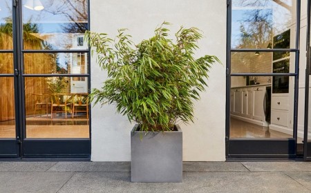 que planter dans un grand pot extérieur terrasse soleil arbre arbuste plante fleurie terre cuite