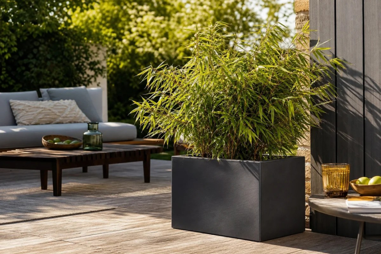 que planter dans un grand pot extérieur terrasse soleil arbre arbuste plante fleurie terre cuite