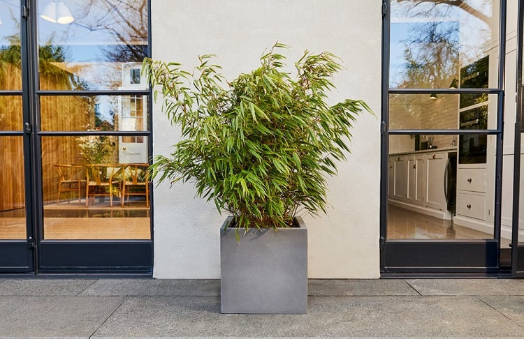 Quelle plante dans un grand pot extérieur ? 5+ idées pour végétaliser votre  terrasse ou votre balcon !