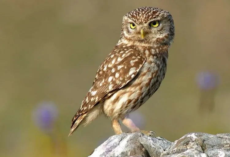what does owl totem animal mean