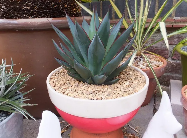 which potted plant outside full sun succulents in the garden grow agave