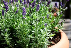 quelles plantes en pot plein soleil choisir