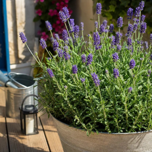 quelles plantes en pot plein soleil choisir