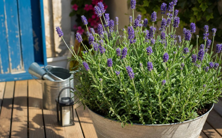 quelles plantes en pot plein soleil choisir