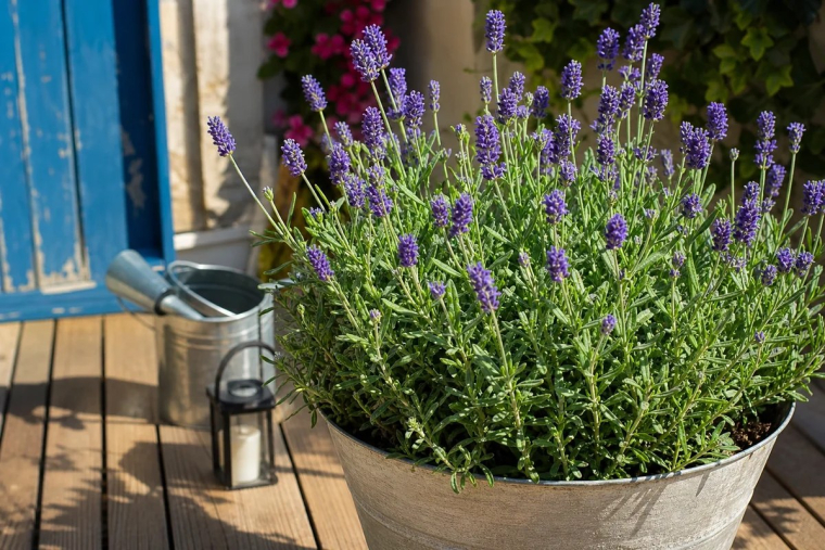 quelles plantes en pot plein soleil choisir