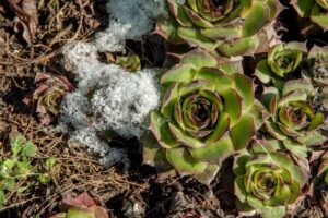 quelles plantes grasses extérieur