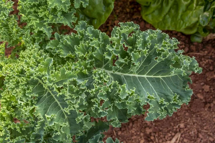 what vegetables to harvest kale kale produces beautiful smoothie leaves